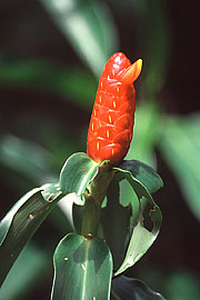 Picture 'Cr1_10_30 Flower, Costa Rica'